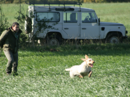 Cacciatori cinofili: zingari felici cacciatori