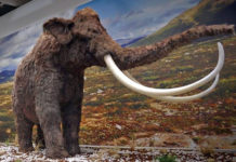 Mostra sulla caccia e le sue origini a Hit Show mostra di caccia a Hit Show