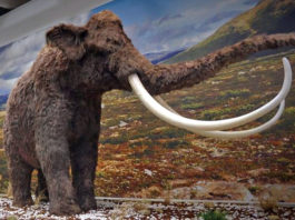 Mostra sulla caccia e le sue origini a Hit Show mostra di caccia a Hit Show