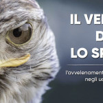 “Il veleno dopo lo sparo”: a Venzone un convegno su piombo e caccia “Il veleno dopo lo sparo” a Venzone un convegno su piombo e caccia
