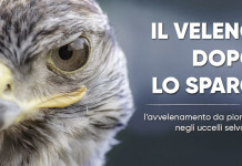 “Il veleno dopo lo sparo”: a Venzone un convegno su piombo e caccia “Il veleno dopo lo sparo” a Venzone un convegno su piombo e caccia