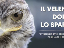 “Il veleno dopo lo sparo”: a Venzone un convegno su piombo e caccia “Il veleno dopo lo sparo” a Venzone un convegno su piombo e caccia