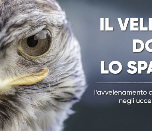 “Il veleno dopo lo sparo”: a Venzone un convegno su piombo e caccia “Il veleno dopo lo sparo” a Venzone un convegno su piombo e caccia