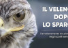 “Il veleno dopo lo sparo”: a Venzone un convegno su piombo e caccia