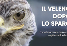 “Il veleno dopo lo sparo”: a Venzone un convegno su piombo e caccia